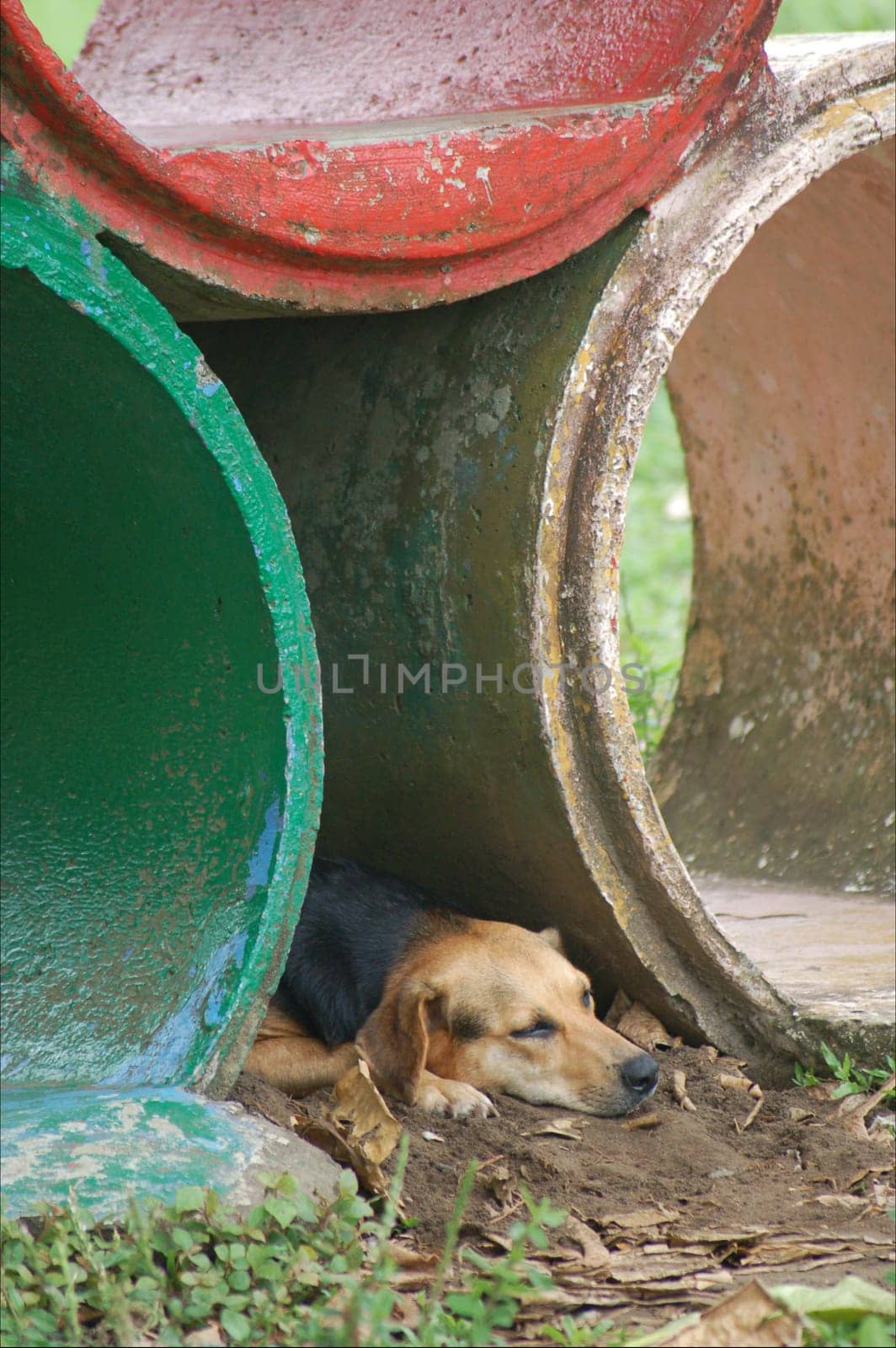sleeping dog