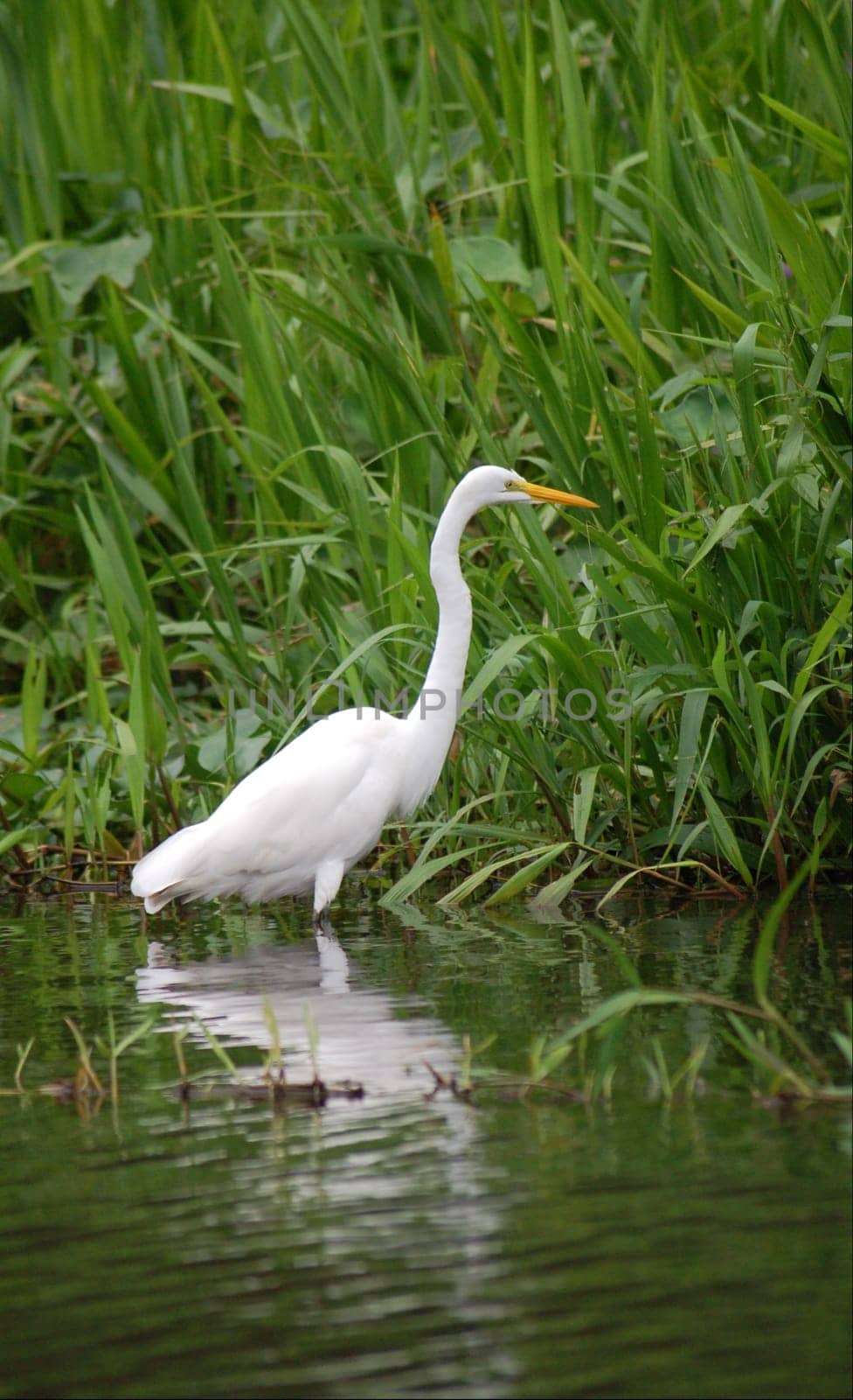 white heron