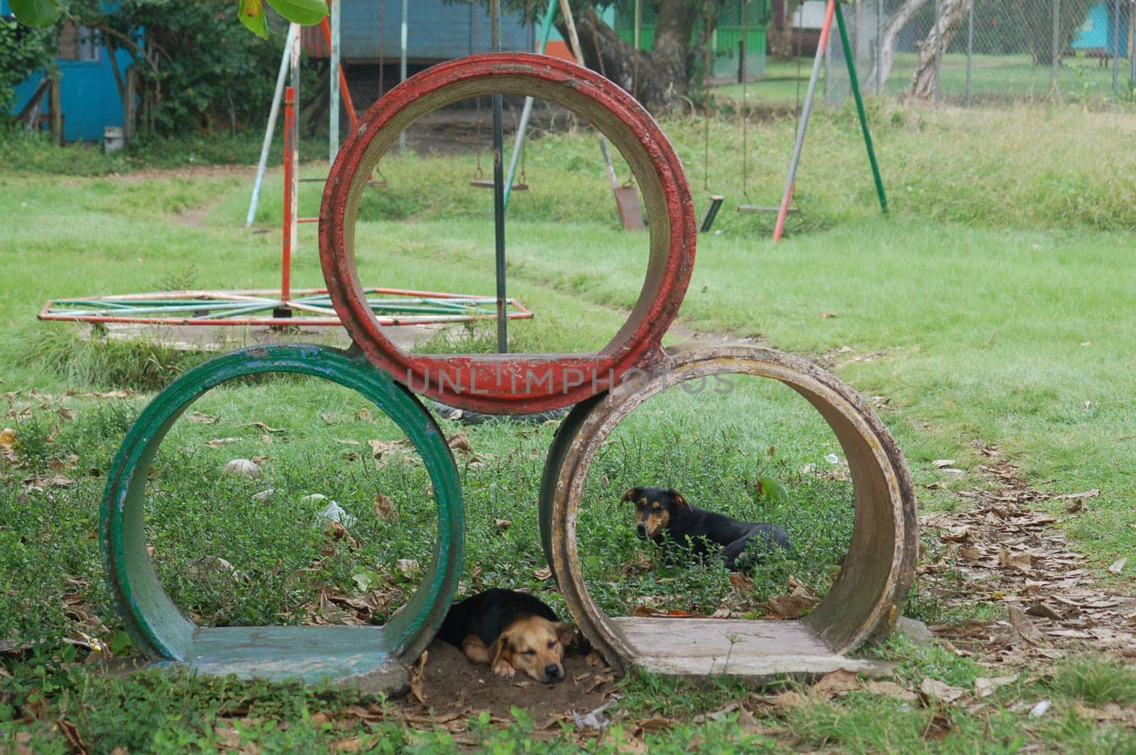 sleeping dog