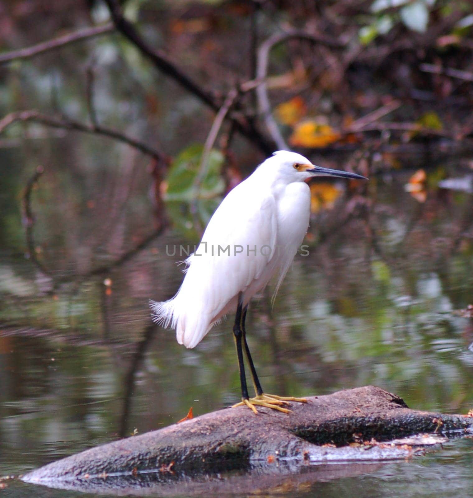 white heron