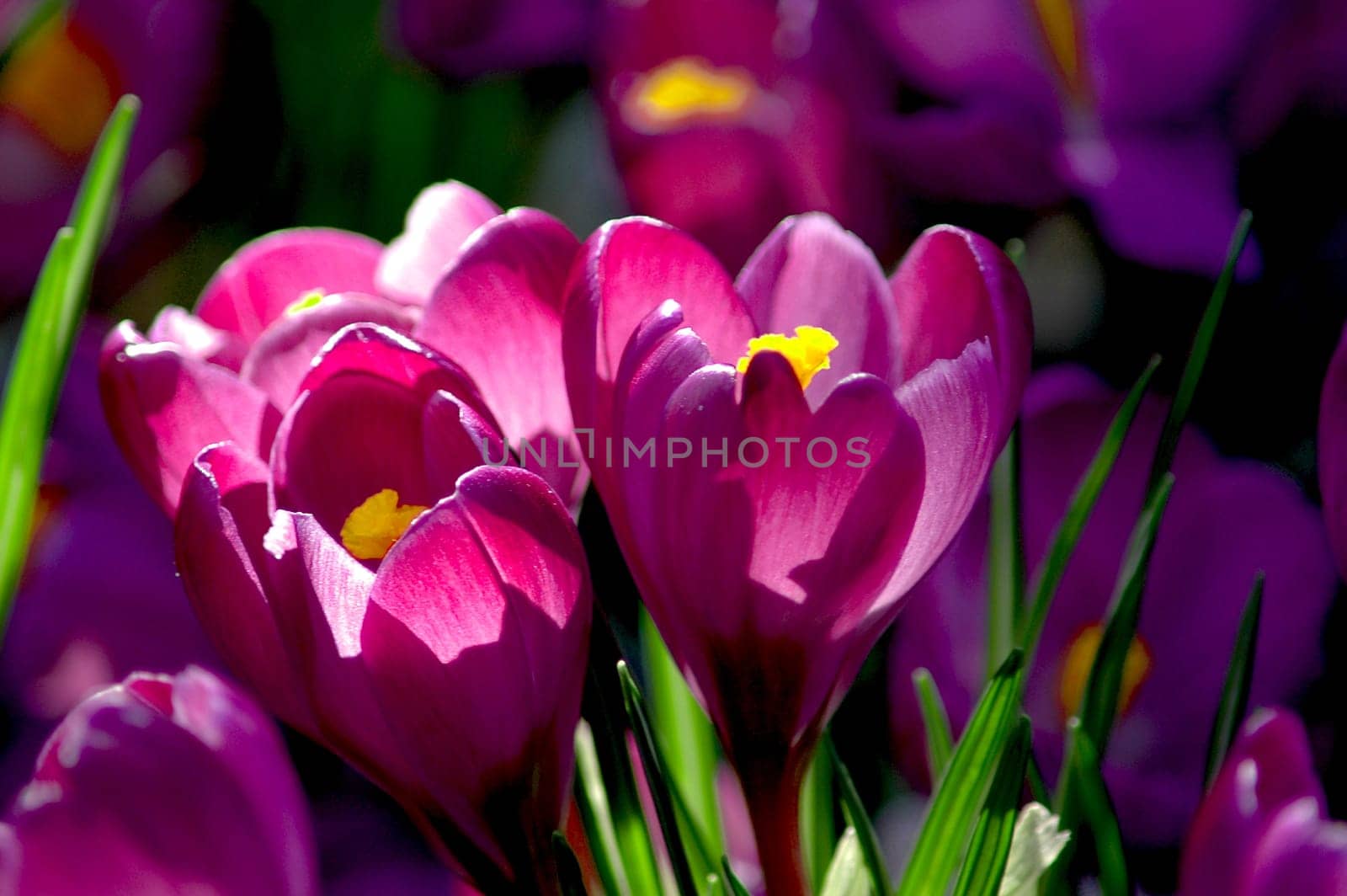 Spring greeting