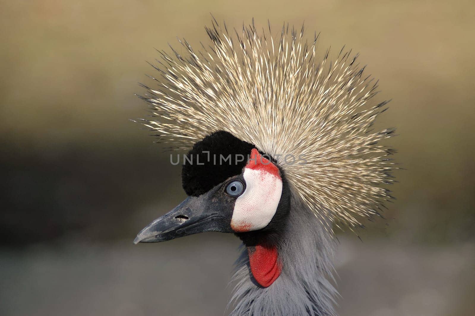 The Crowned Crane