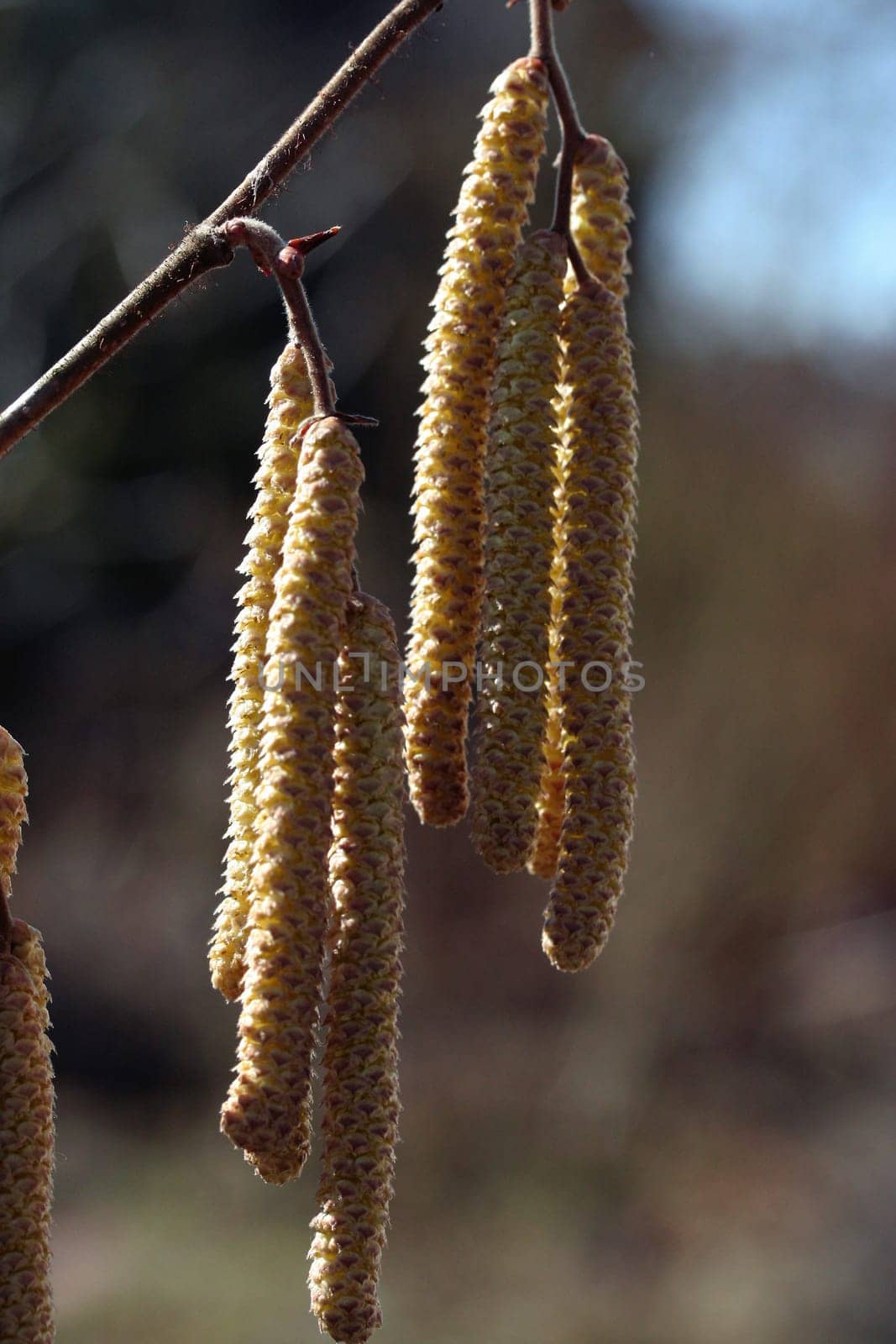 Pollen donors