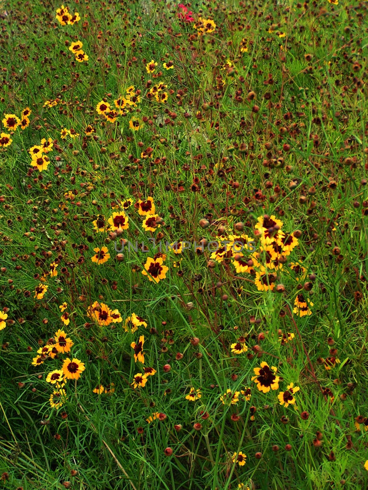 Flowers in the meadow