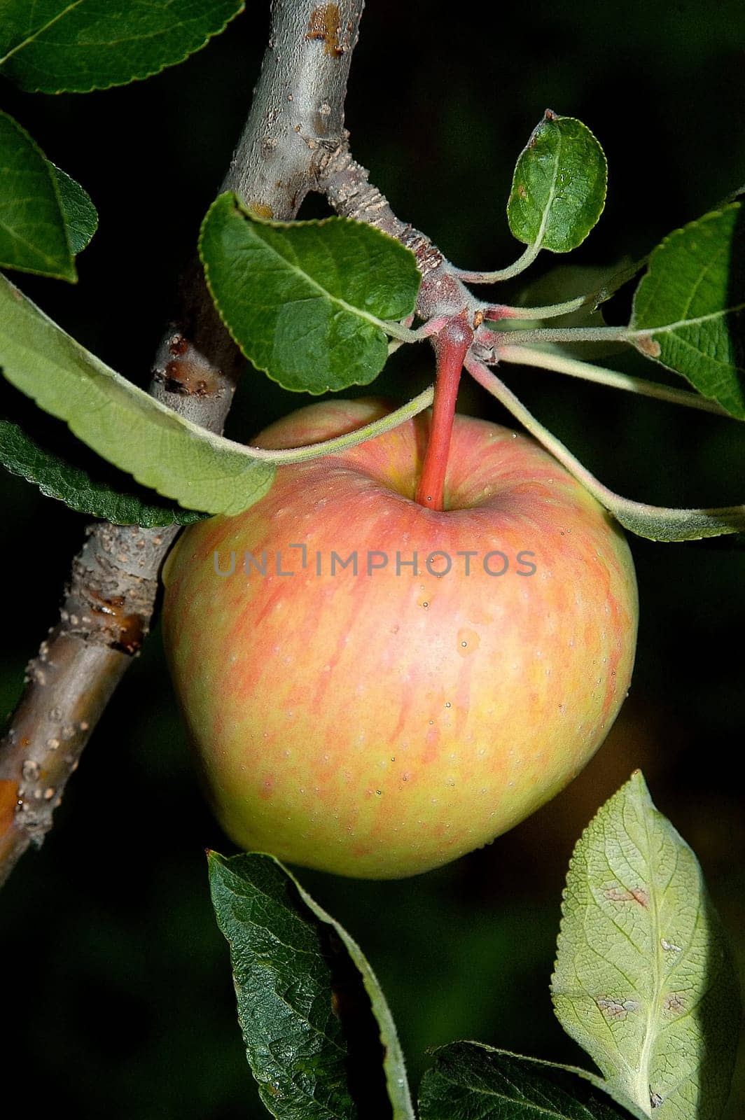 Apple 3