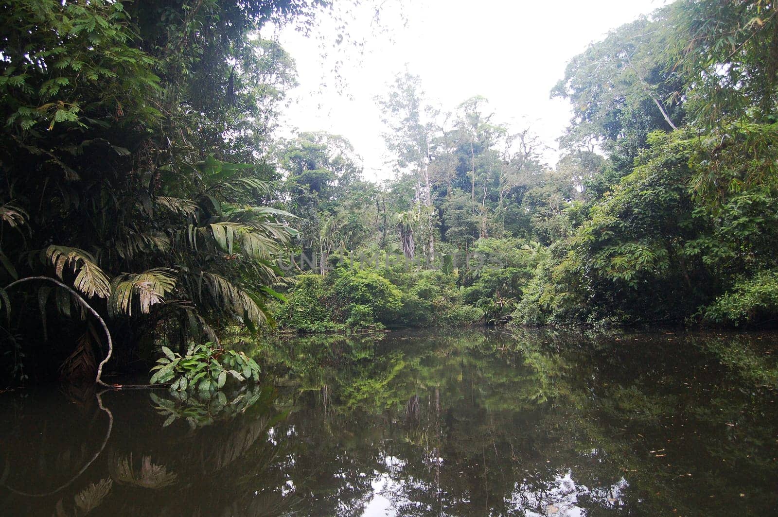 Jungle River