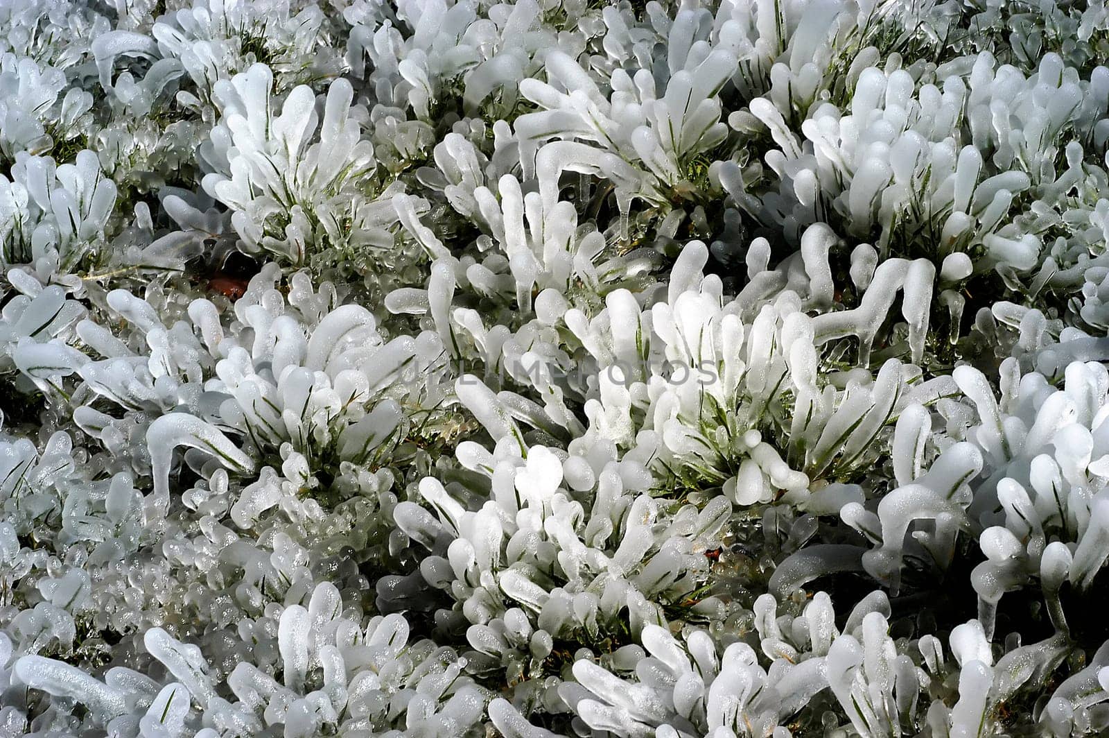 Ice flowers