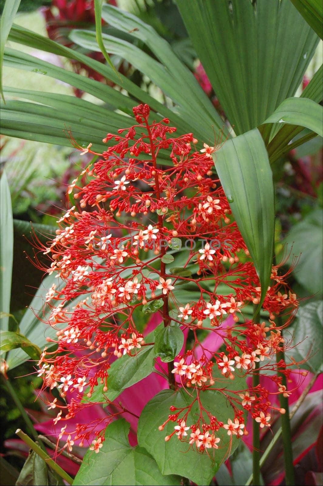 red flowers