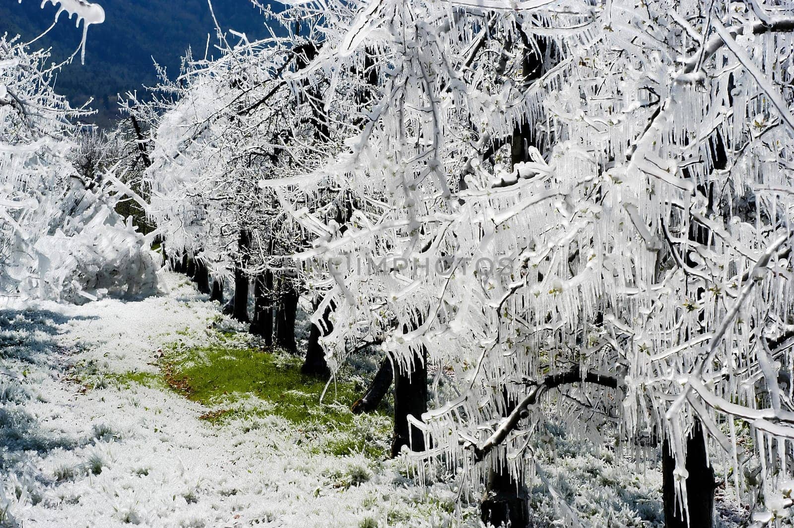 Frost irrigation 3