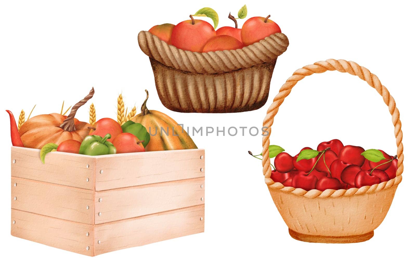 bountiful set. Vegetables in a wooden crate: pumpkins, paprika, chili peppers, and wheat sheaves. Crunchy red apples in a woven basket. Juicy, ripe, vibrant cherries. Watercolor digital illustration.