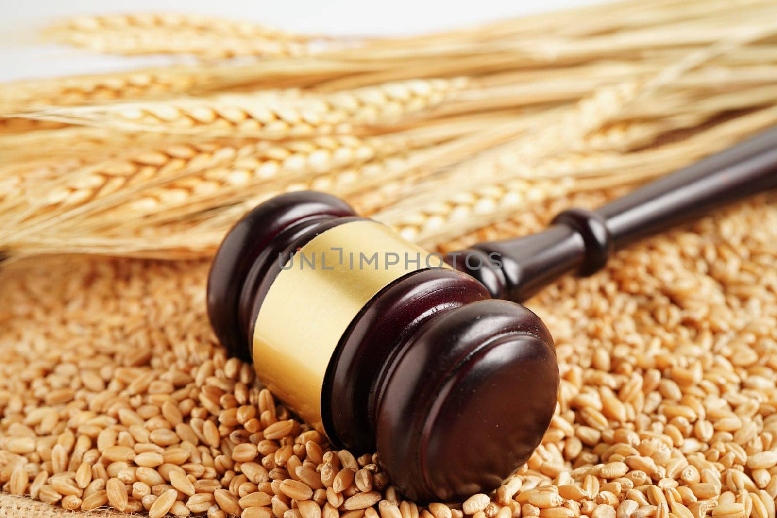 Judge hammer on wheat grains from organic agriculture farm, agricultural law concept.