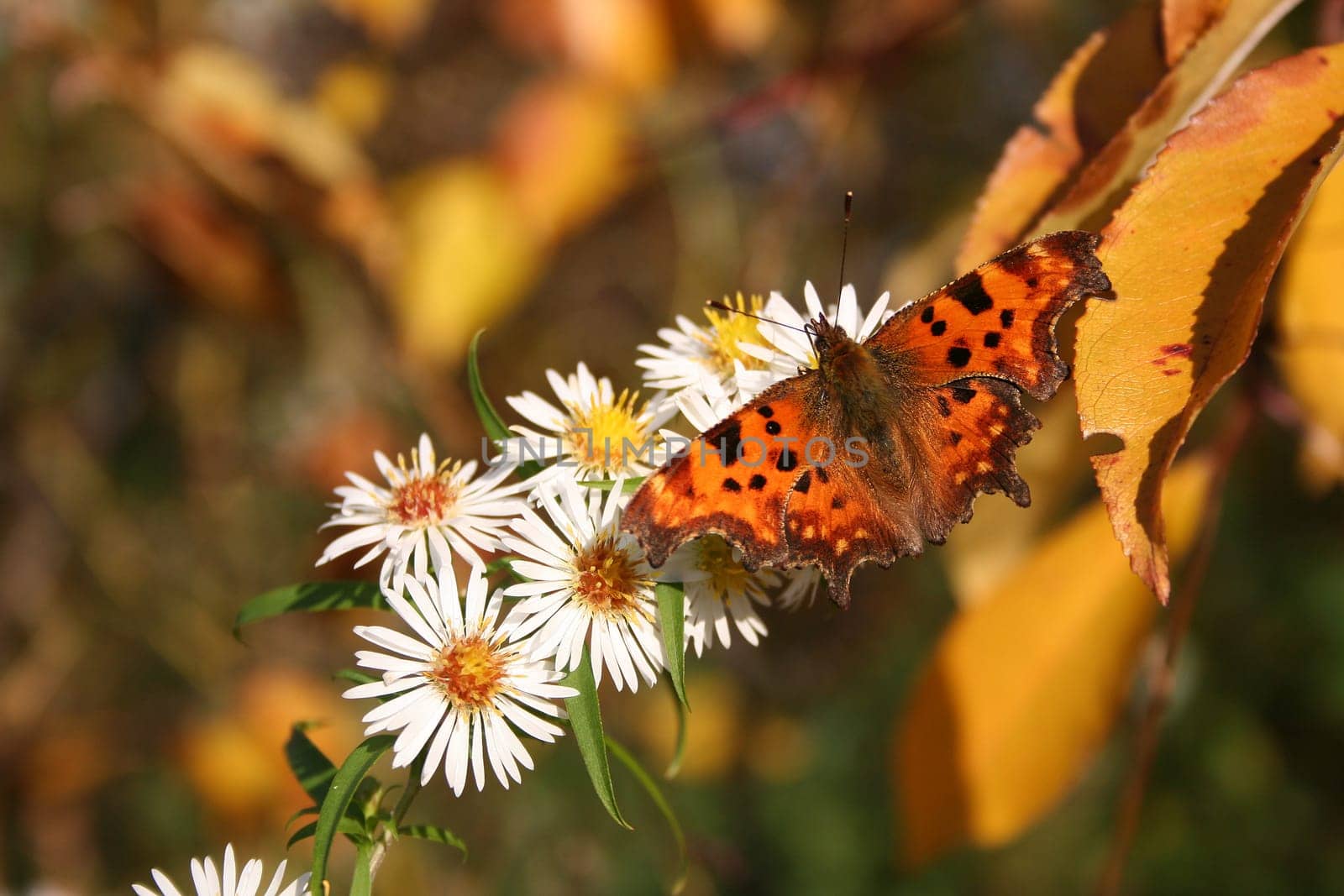 Butterfly in brown