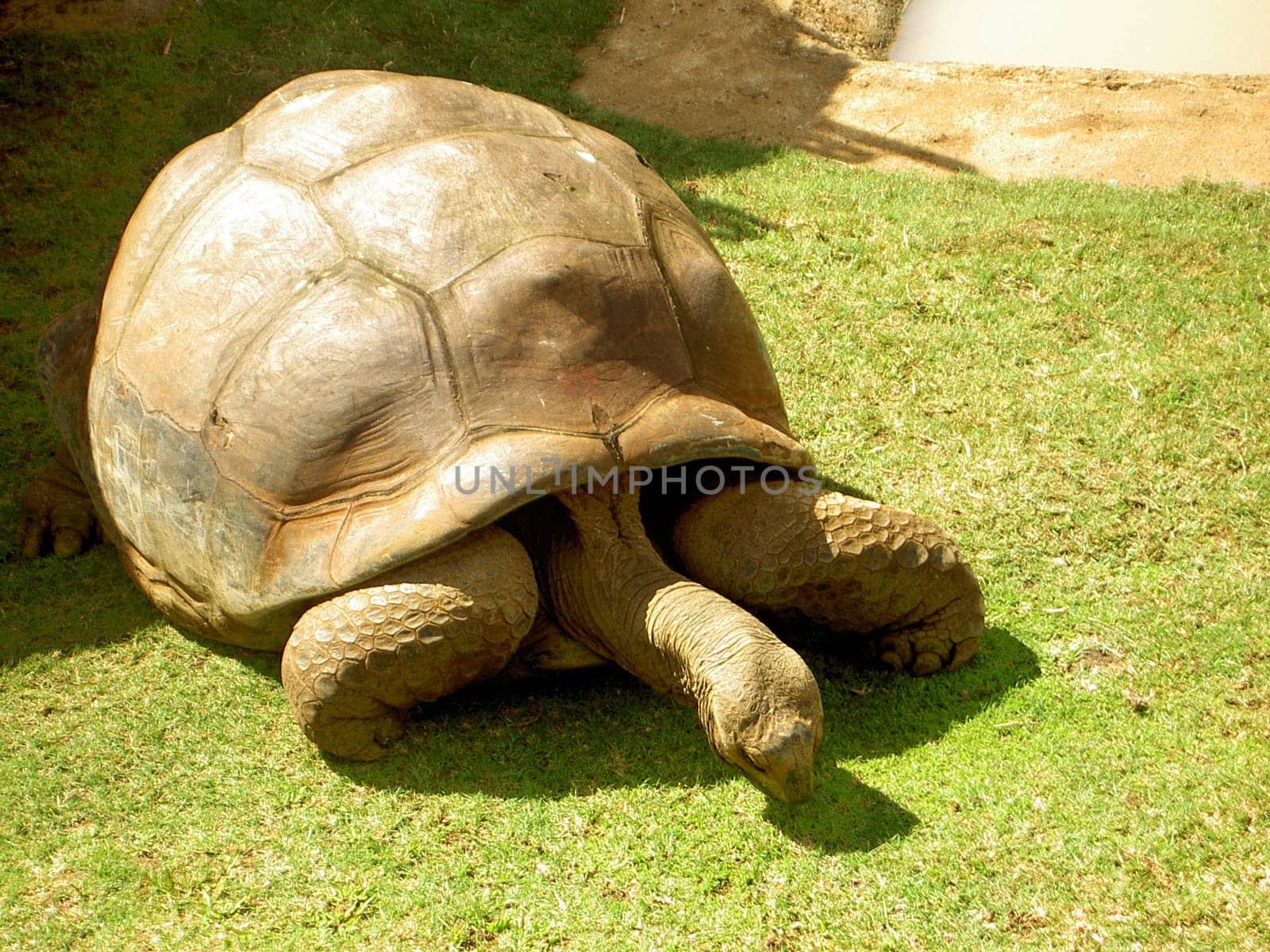 Turtle