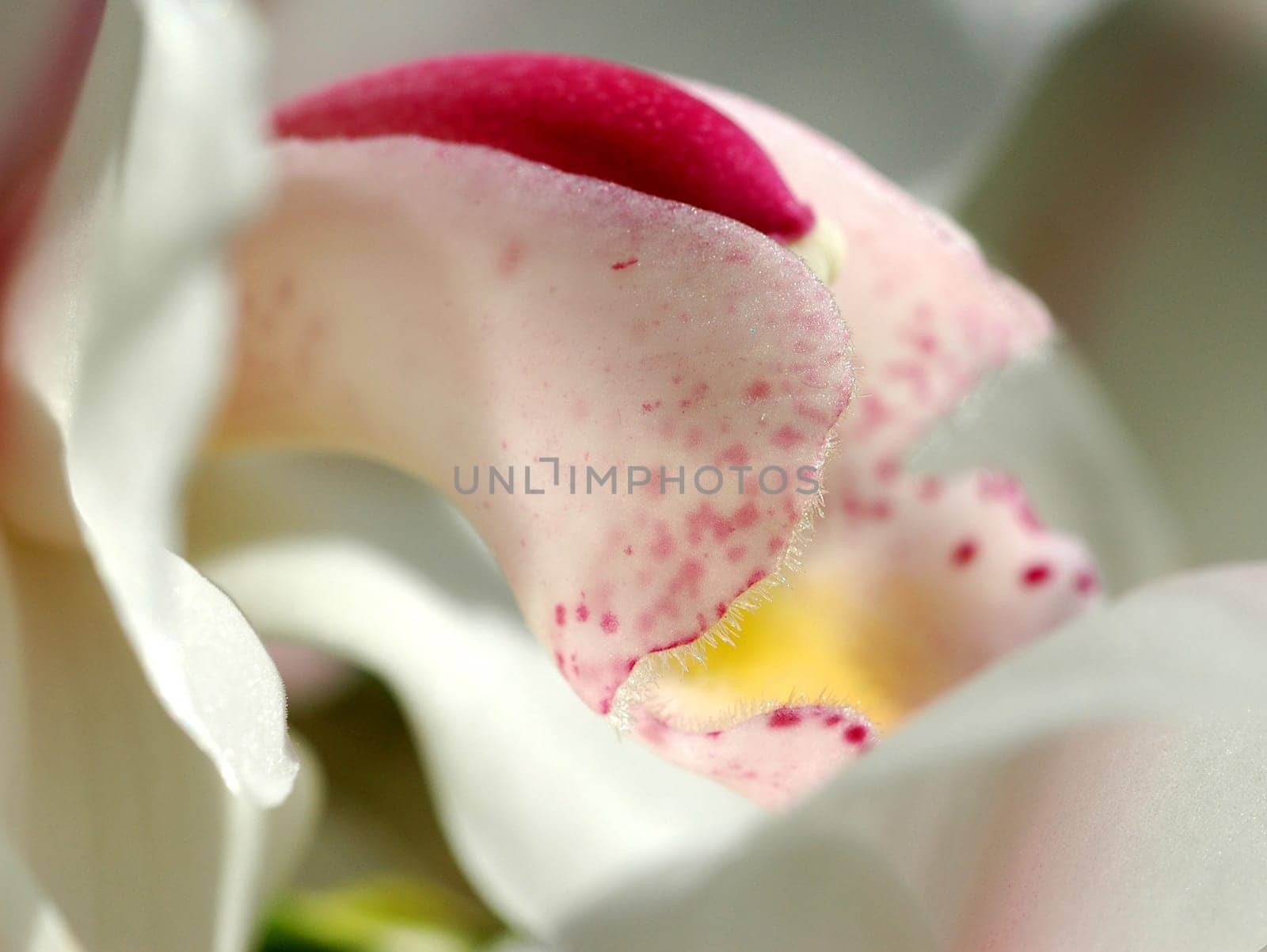 Partial view of an orchid