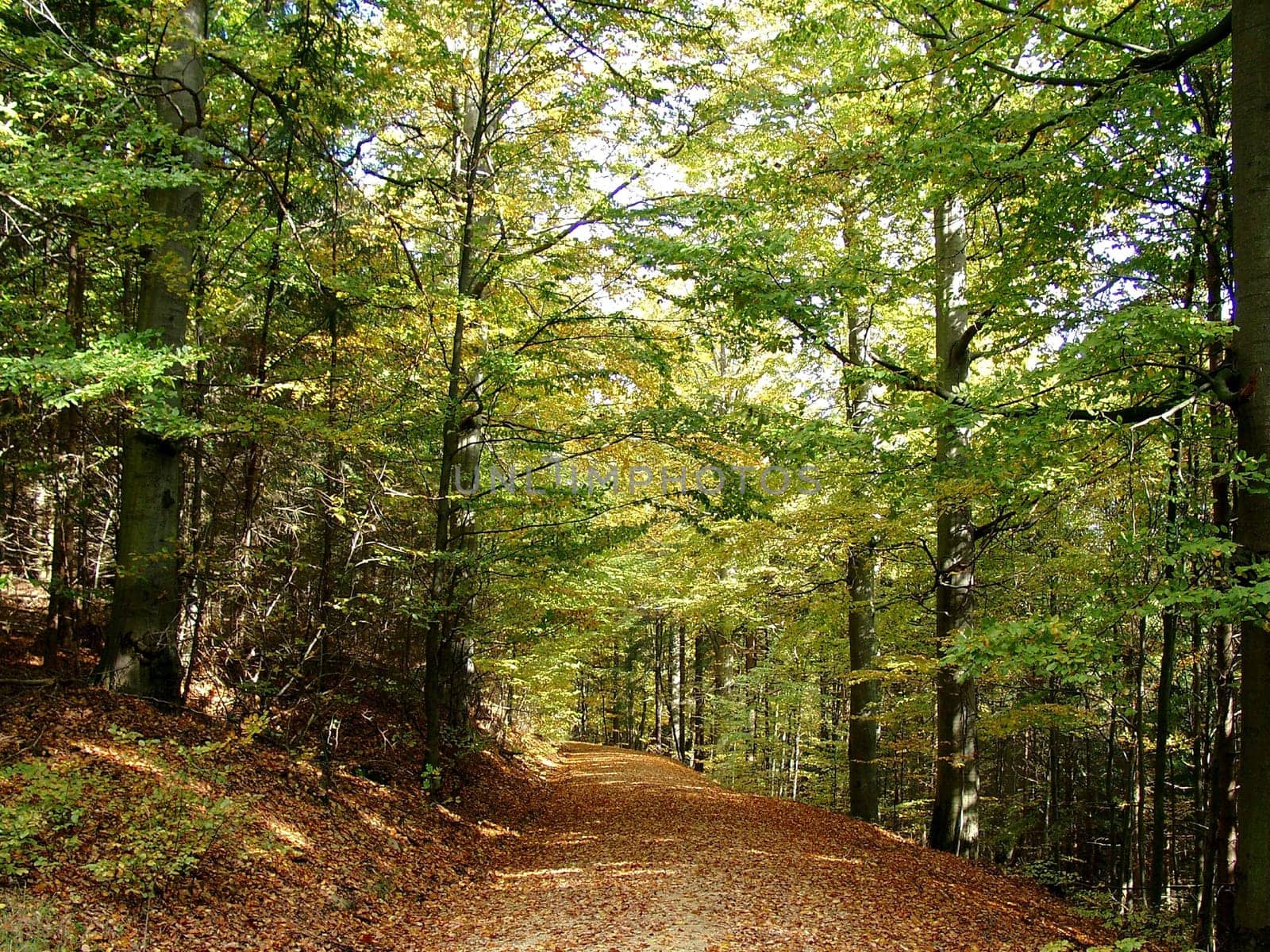 Autumn impressions in the Steinwald