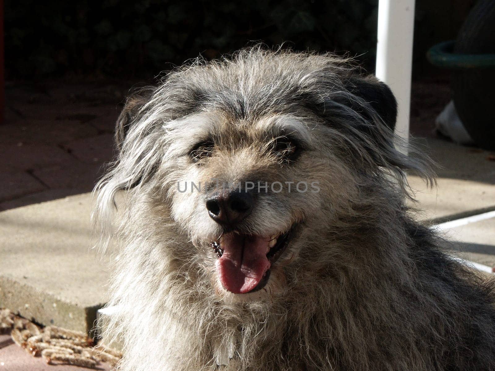 Timmy in summer