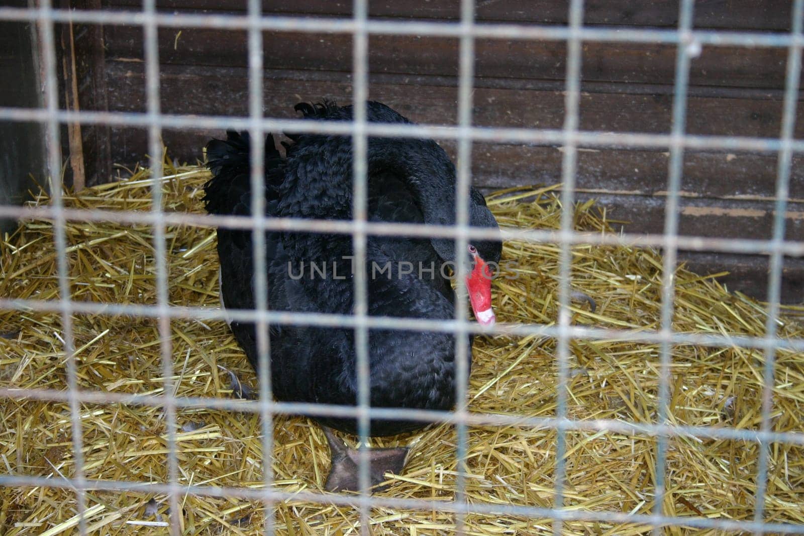 A mourning swan in bird flu stable detention