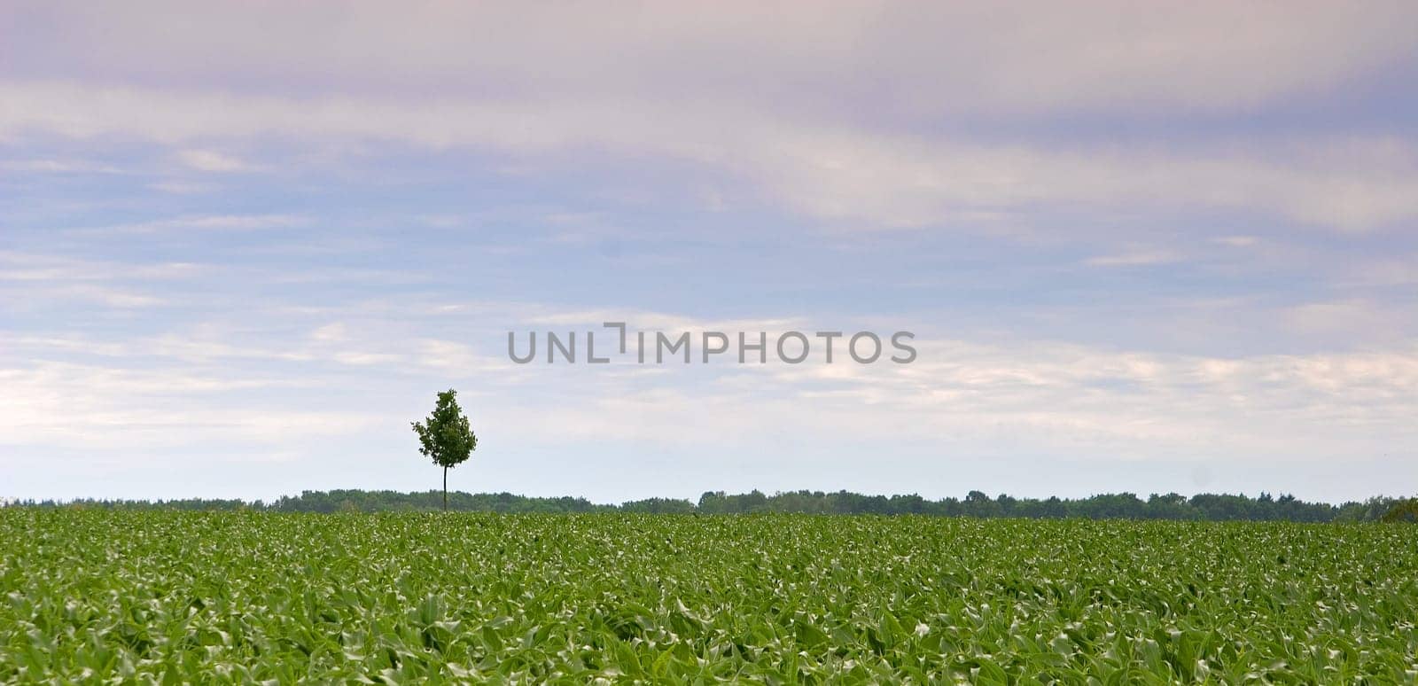 Loneliness
