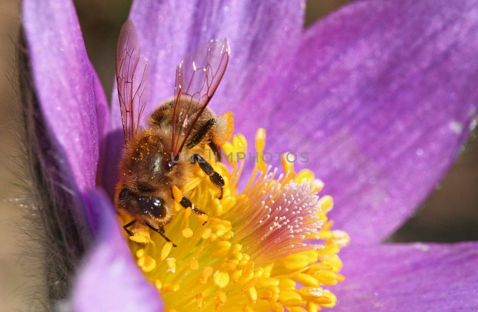 Nectar search
