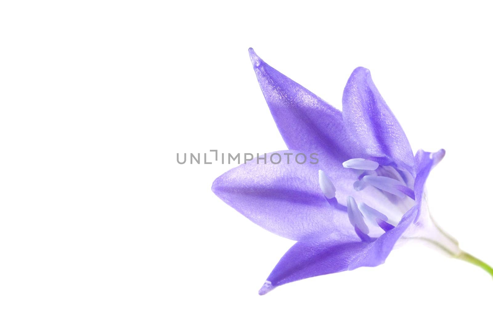 Blue-Flower