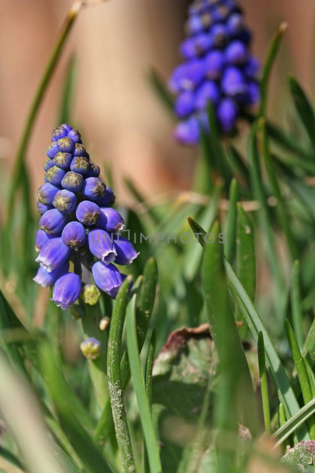 Spring flowers