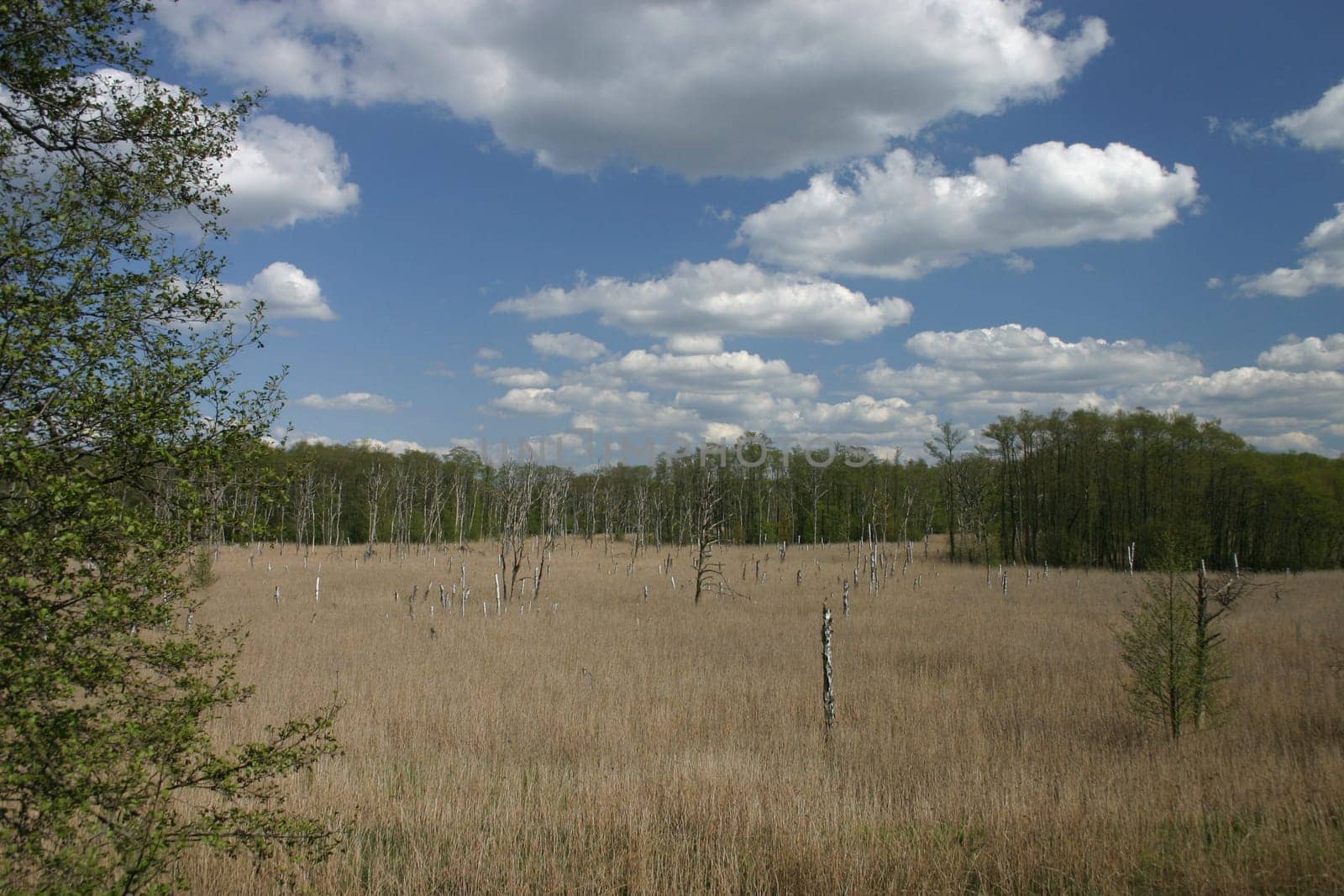 Moor in the Müritz National Park
