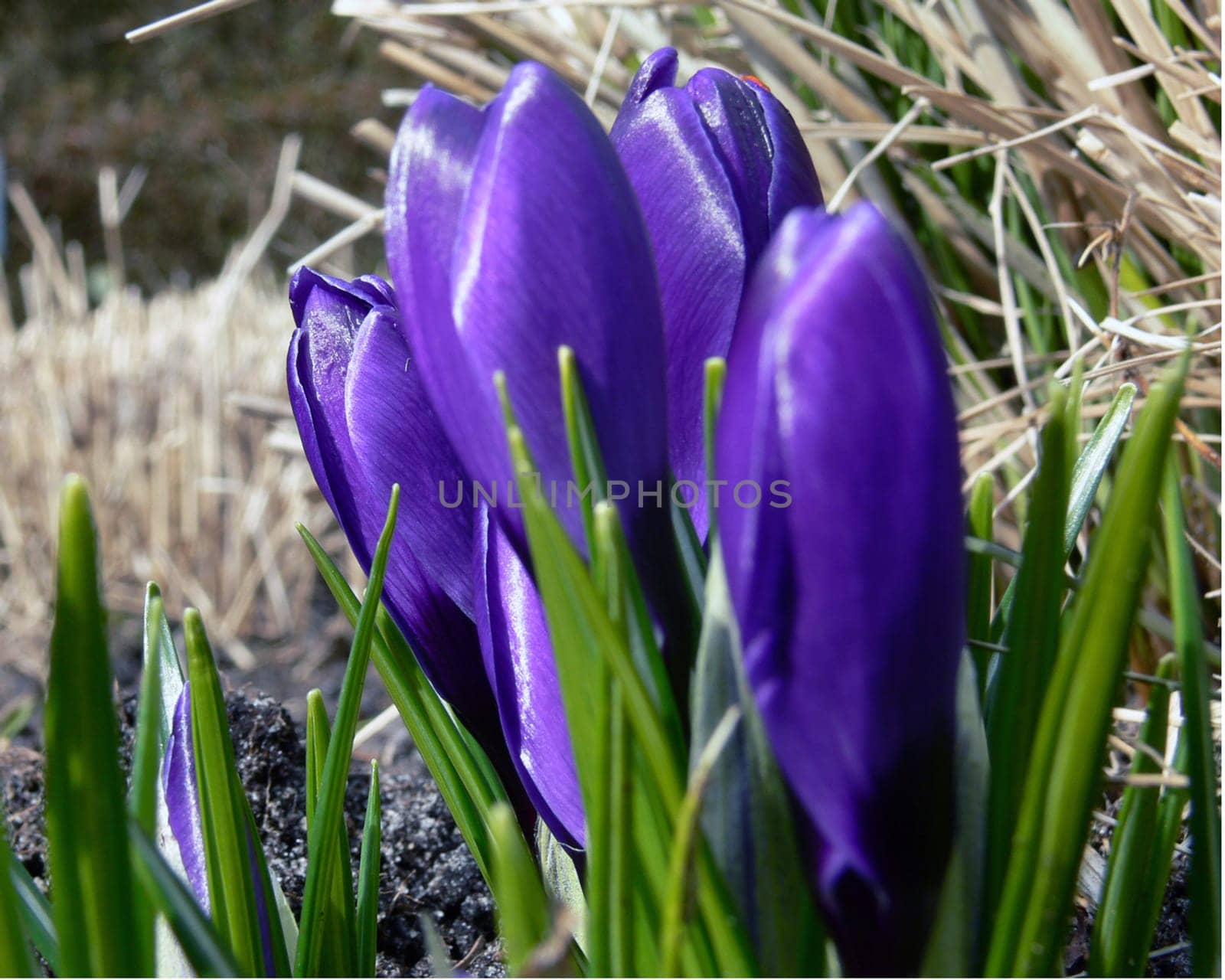 Spring