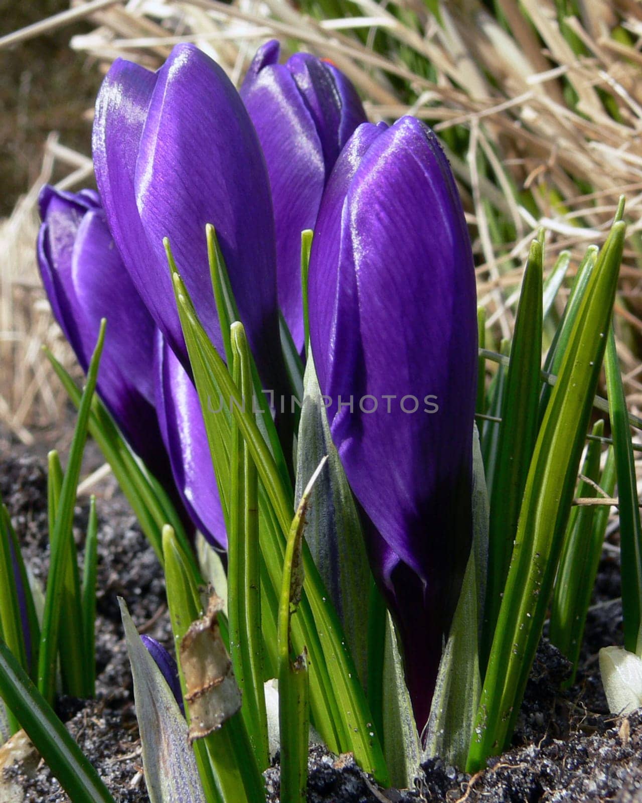 Crocus