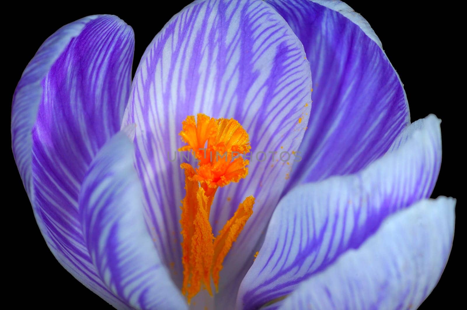 Crocus blossom