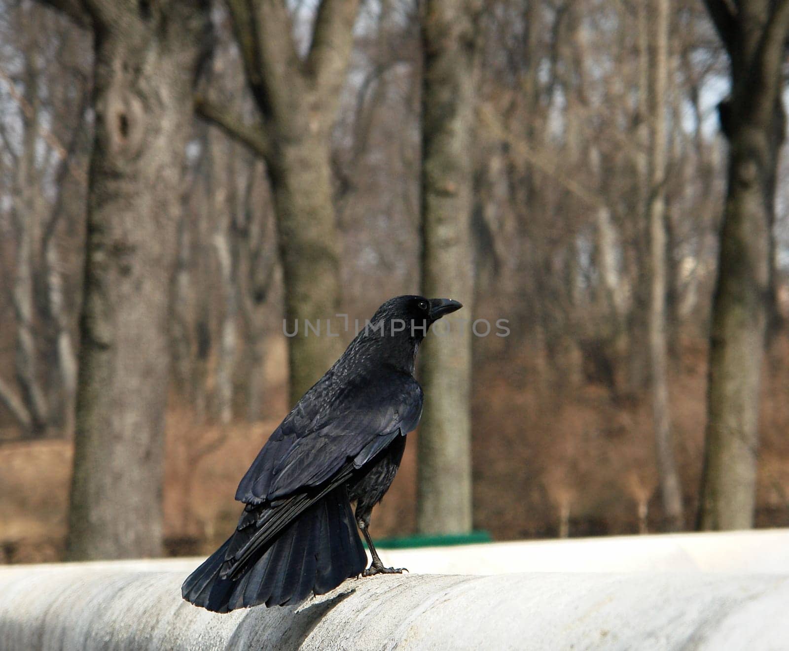 Raven II