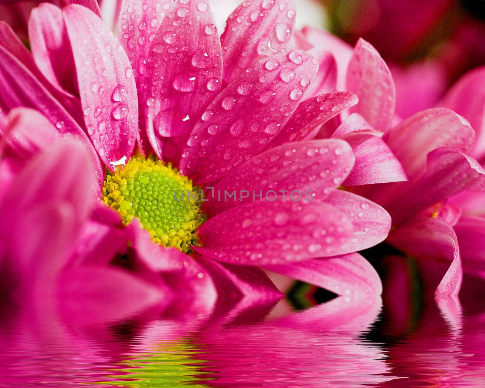 Wet Chrysanthemums I Part II