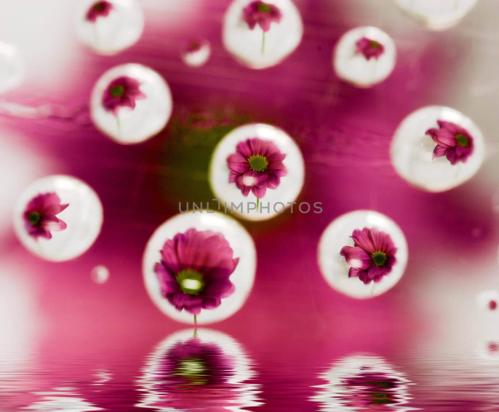 Chrysanthemum Waterdrops II