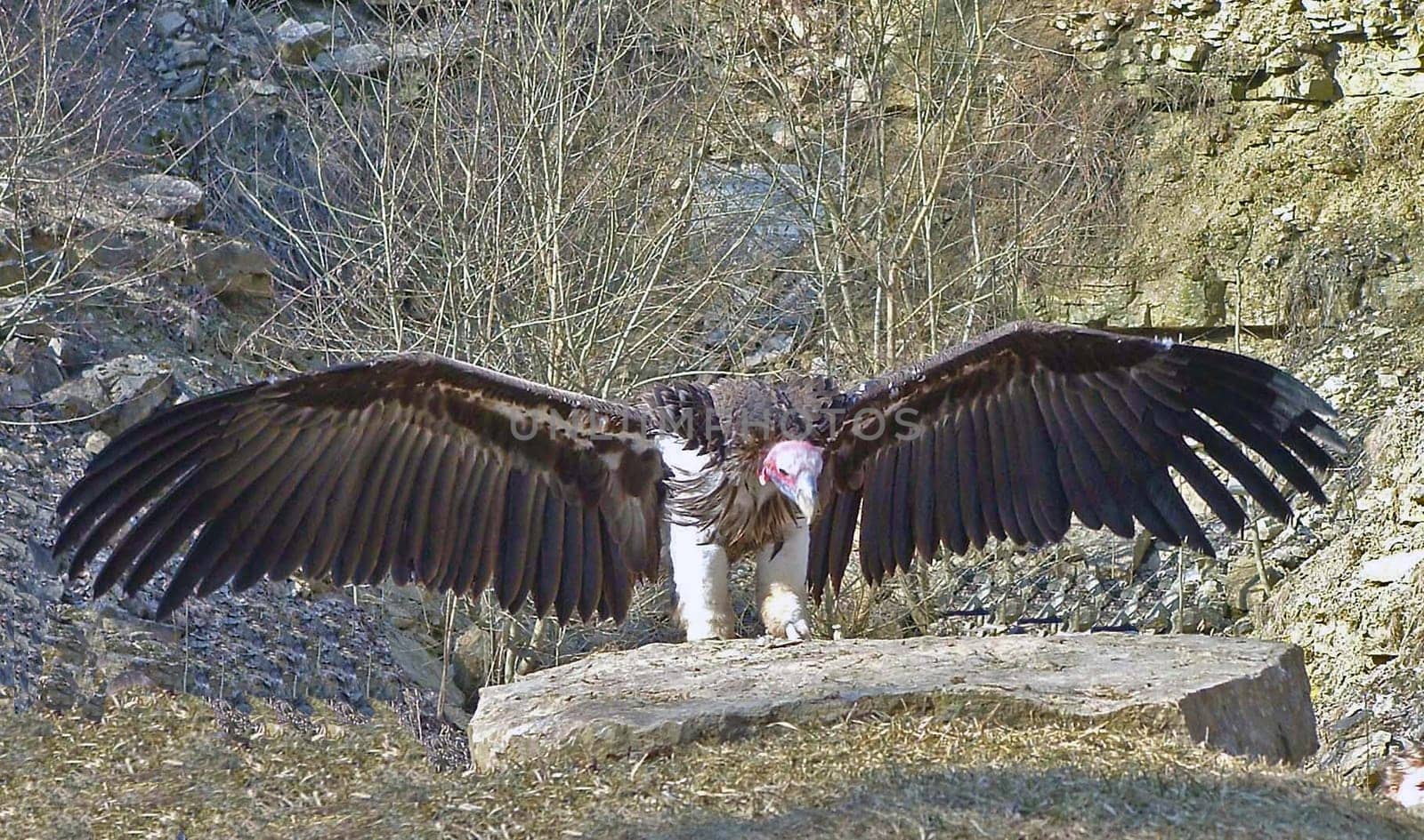 Vulture
