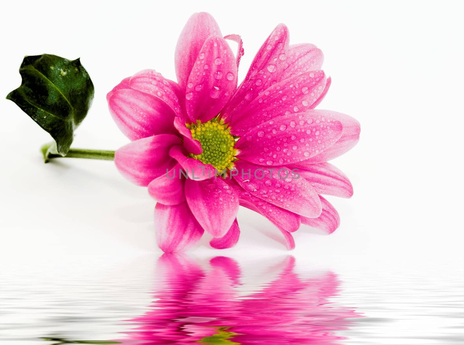 Wet Chrysanthemums I Part III