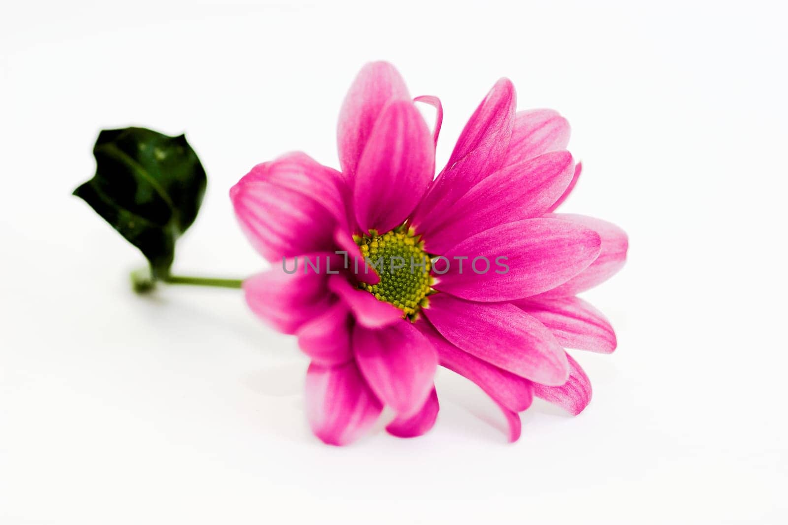 Chrysanthemums II