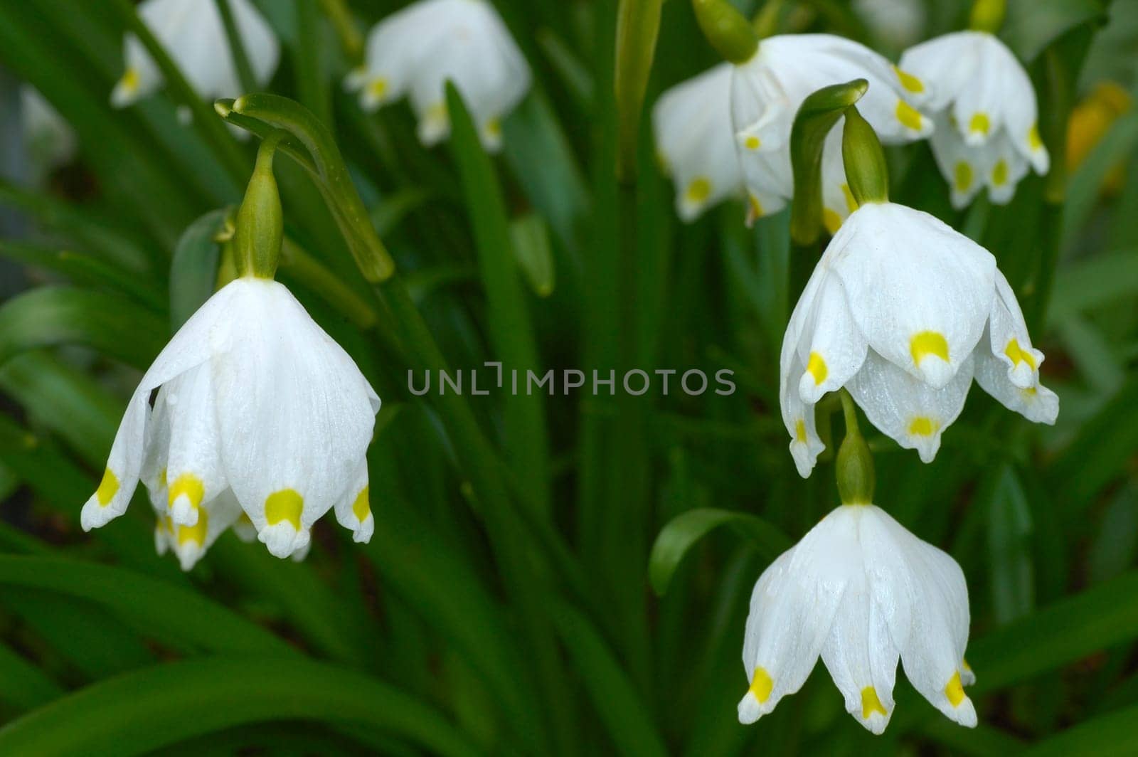 Spring knotweed Leucojum vernum
