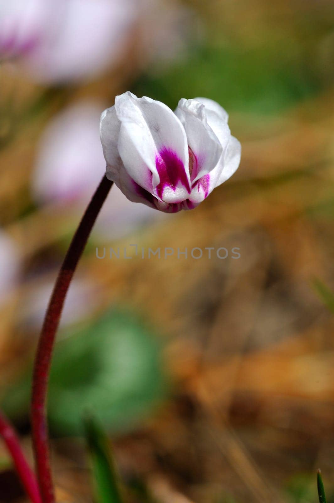 Alpine Cyclamen