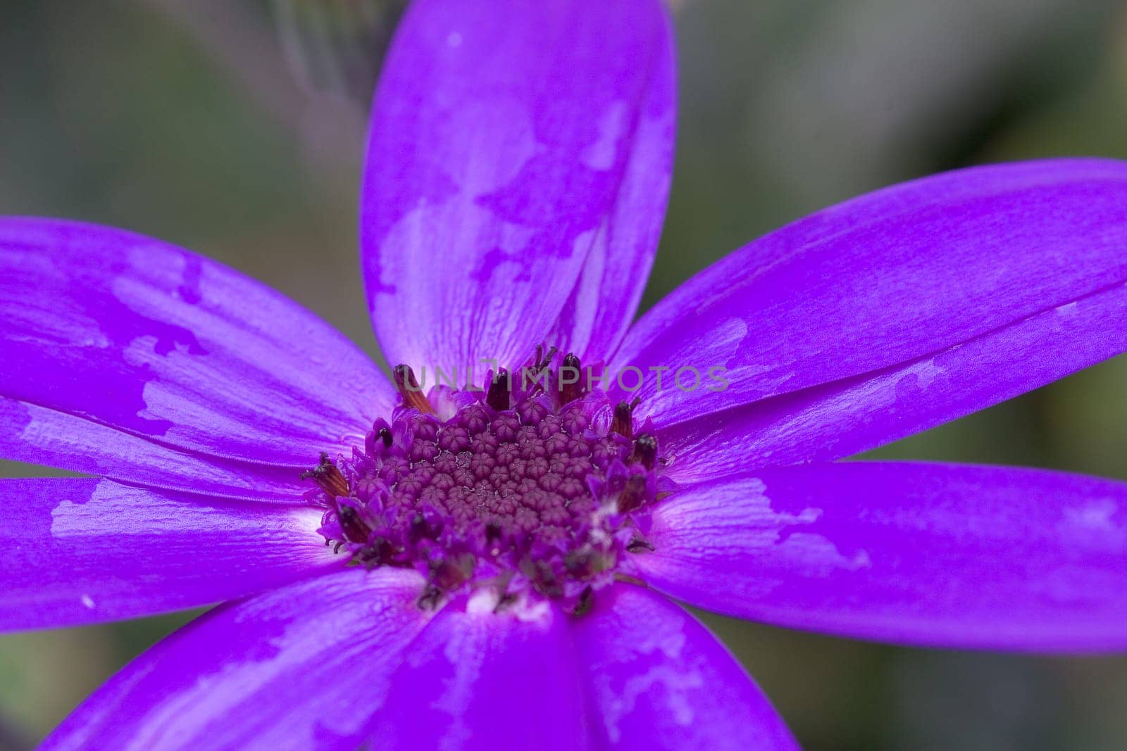 Purple bloom