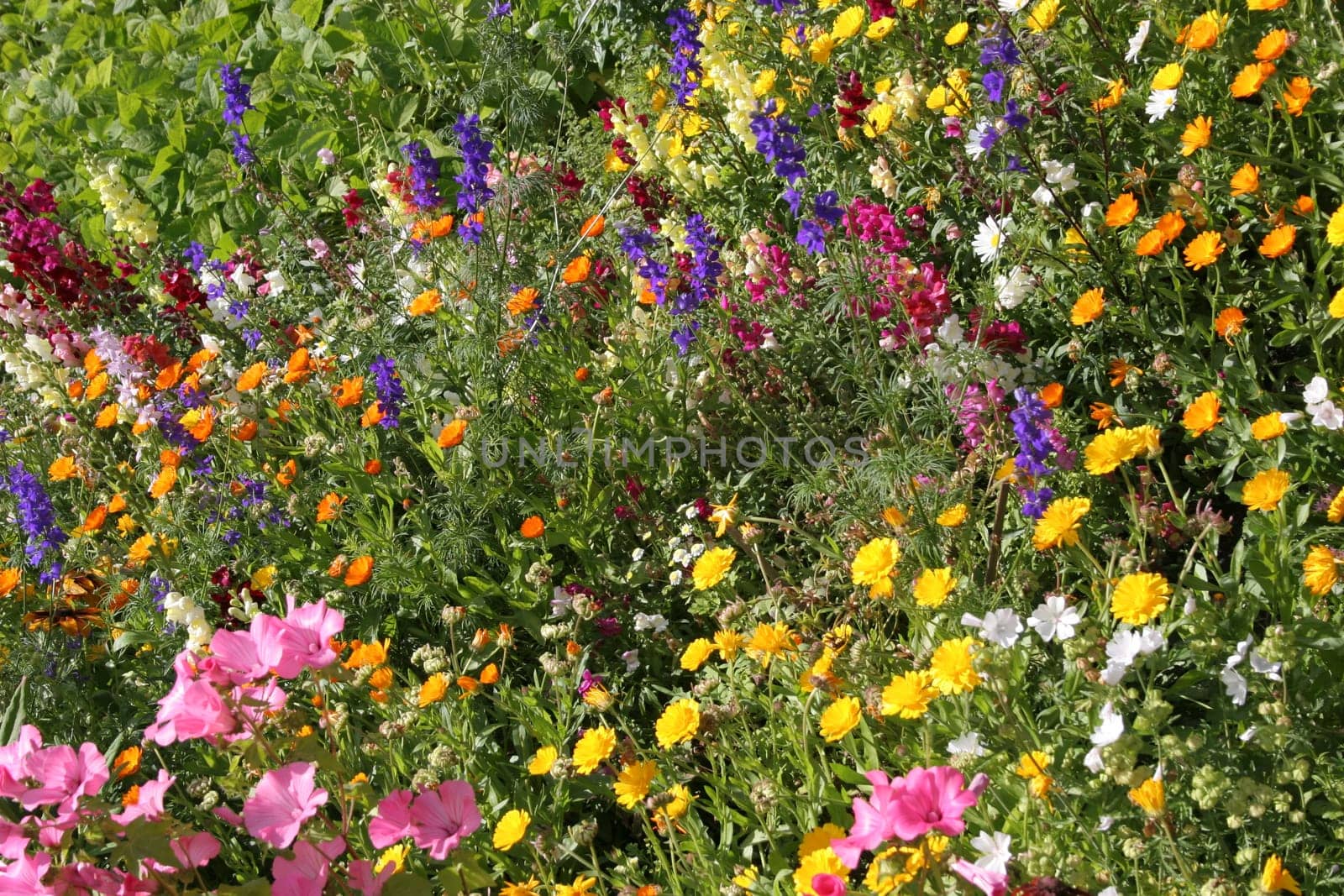 Scattered flower meadow