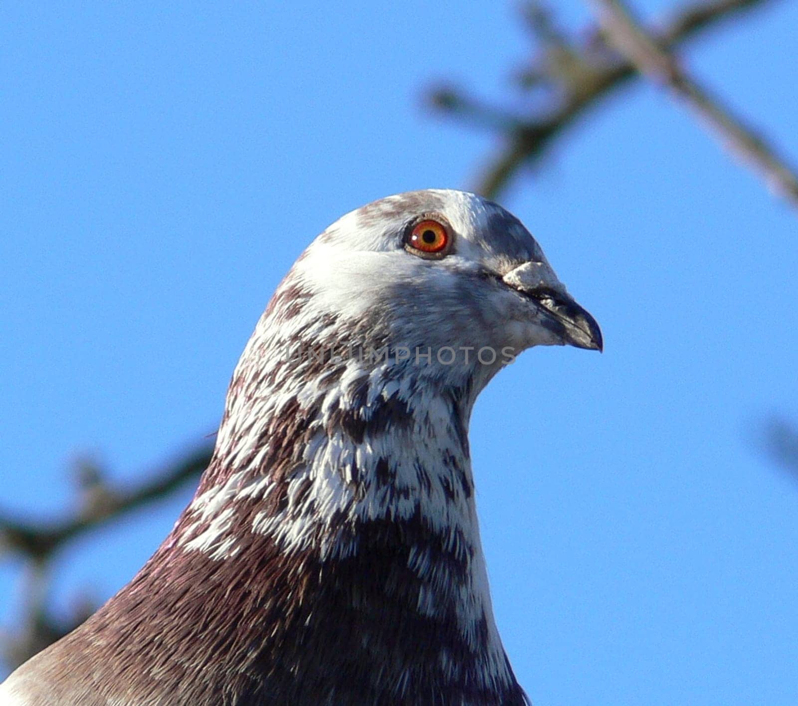 Dove