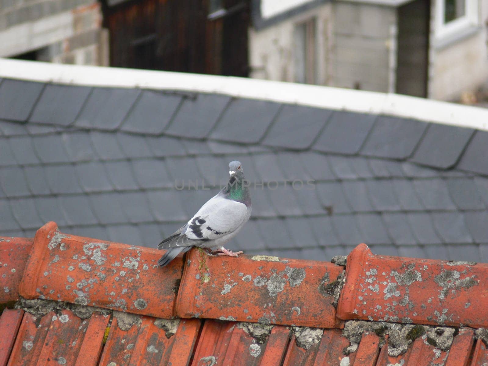 Break on the roof