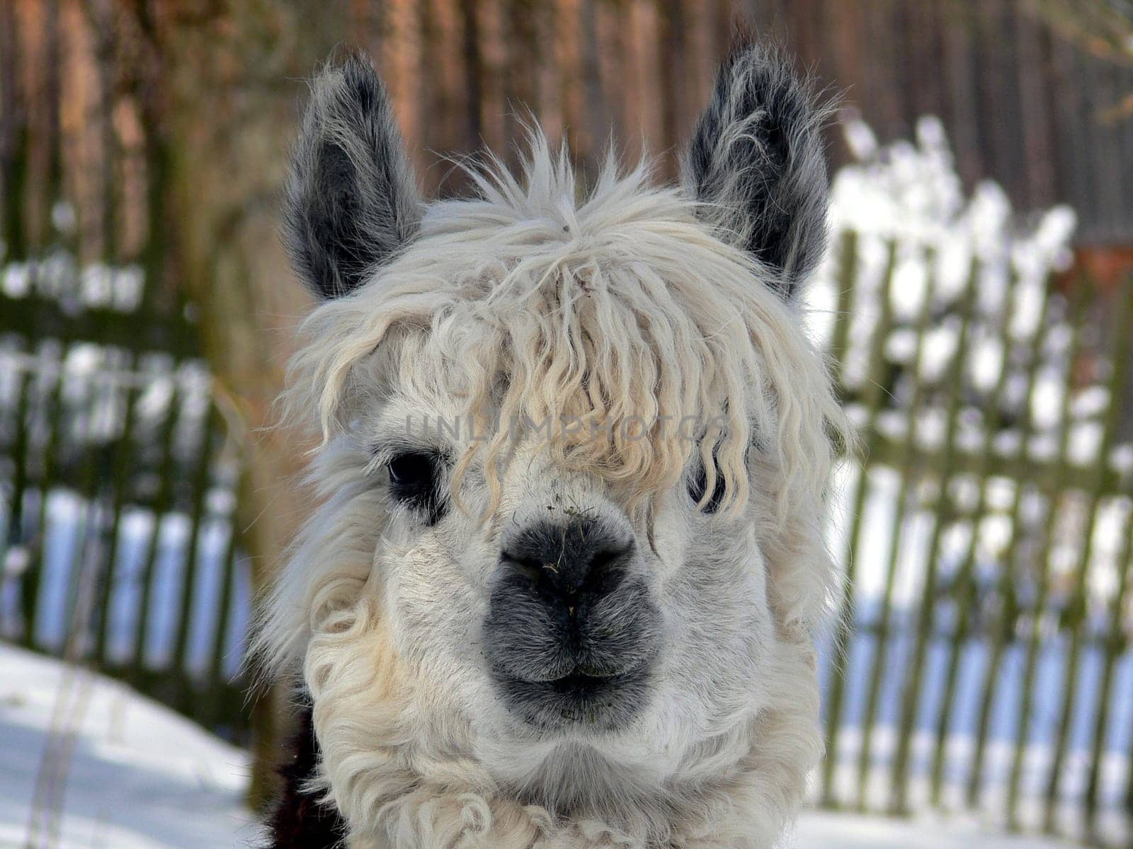 Alpaca