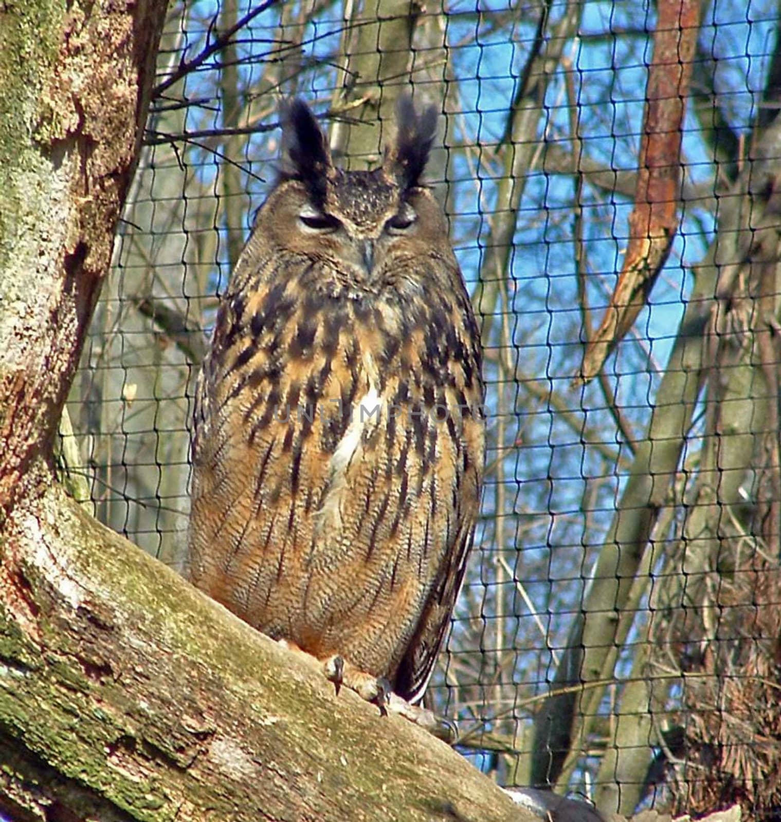 Eagle owl