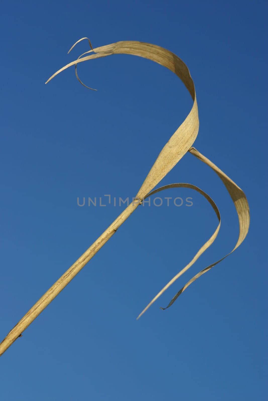 Dried reeds