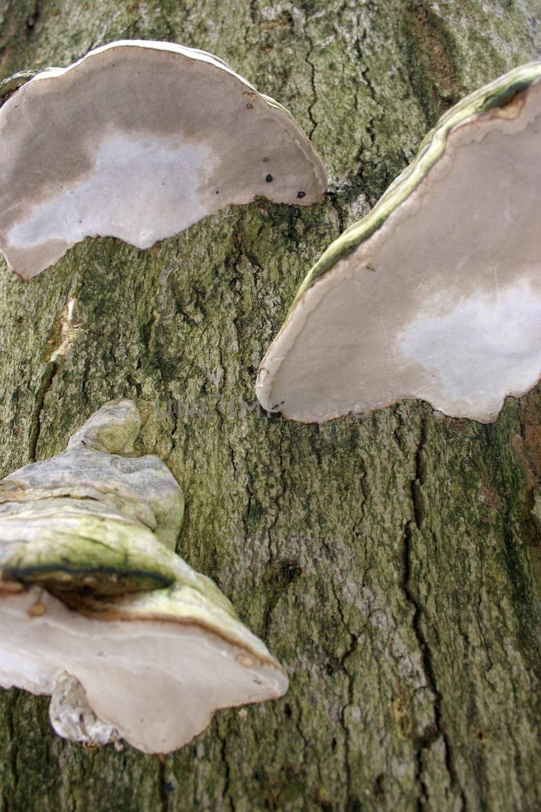 Tinder fungus (Fomes fomentarius) on a dead beech tree