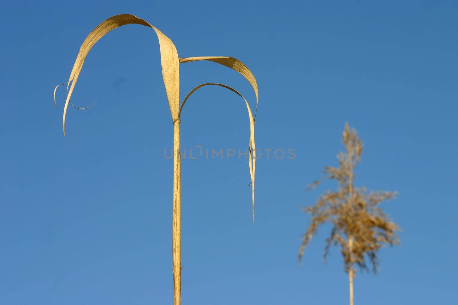 Dried-up reeds