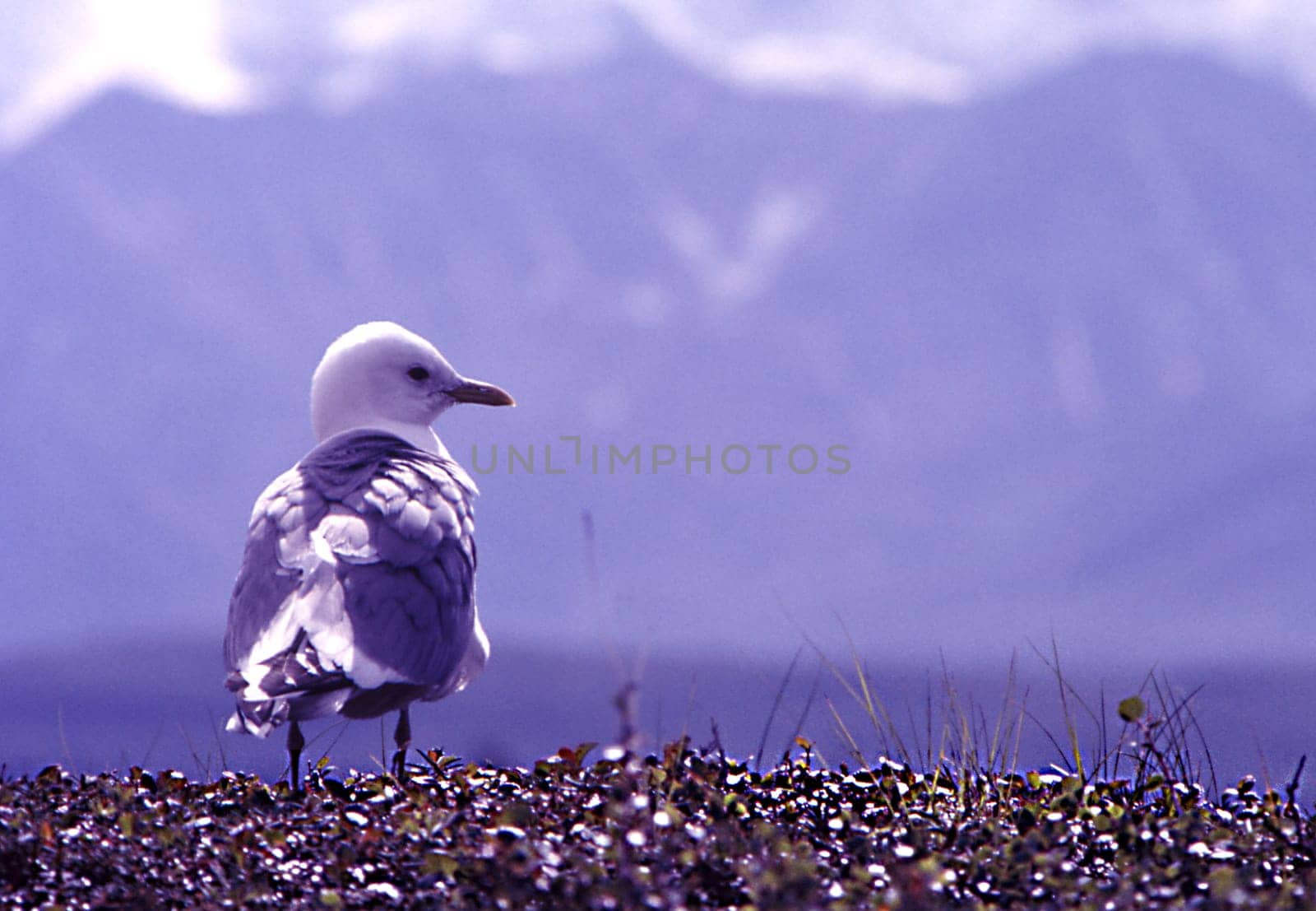 Scan from slide
