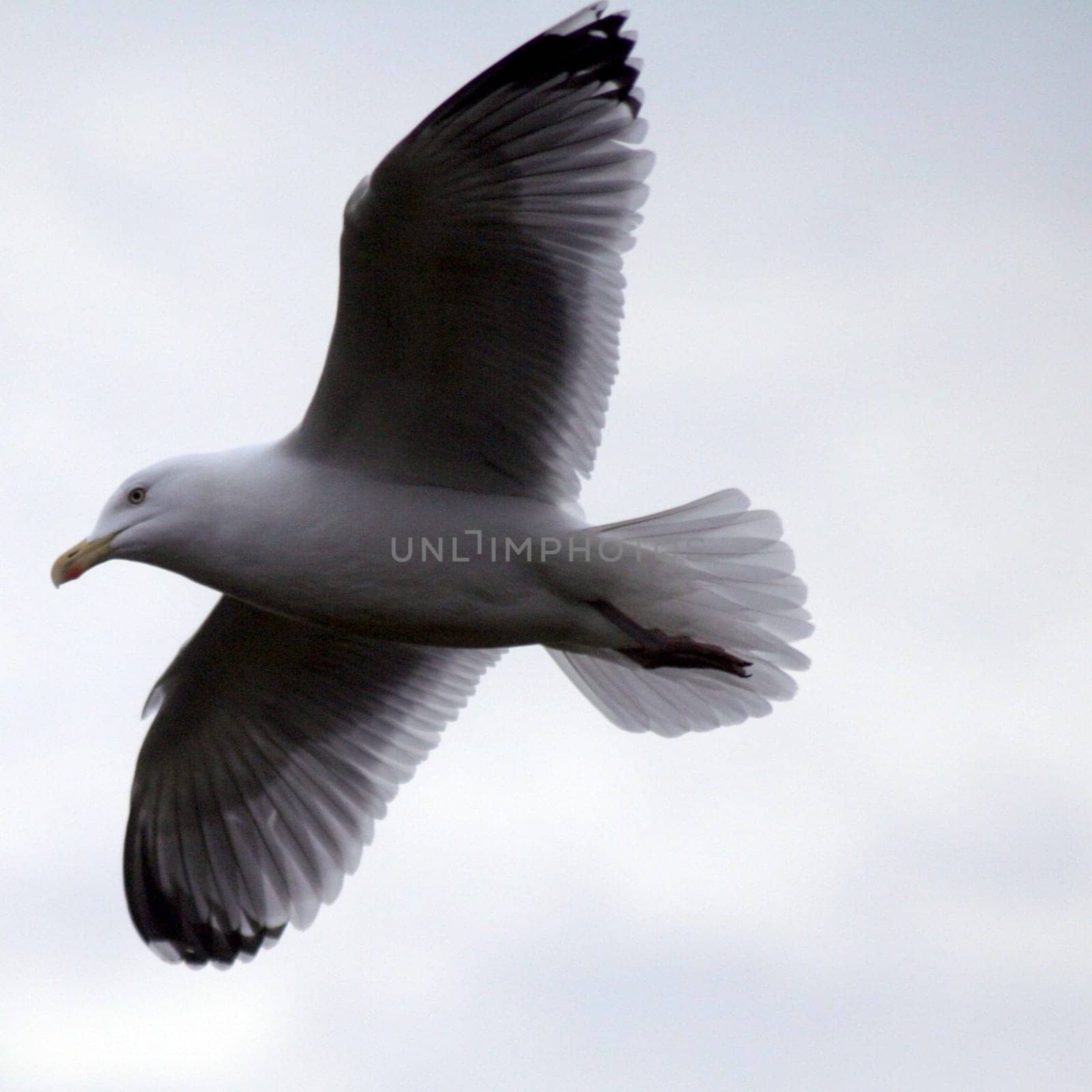 Glide 2