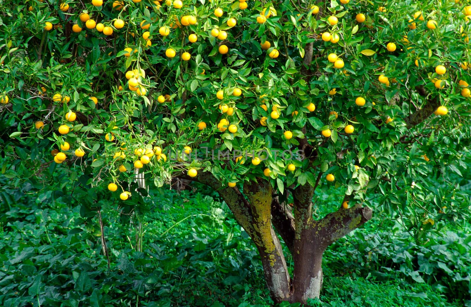 Orange tree in Mallorca in January