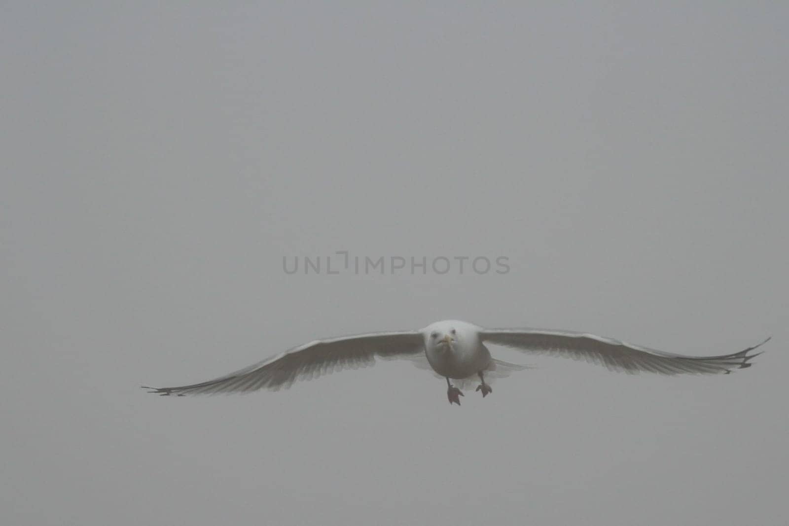 The Fog